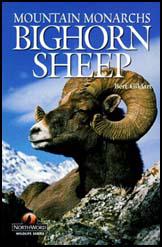 Bignorn Sheep